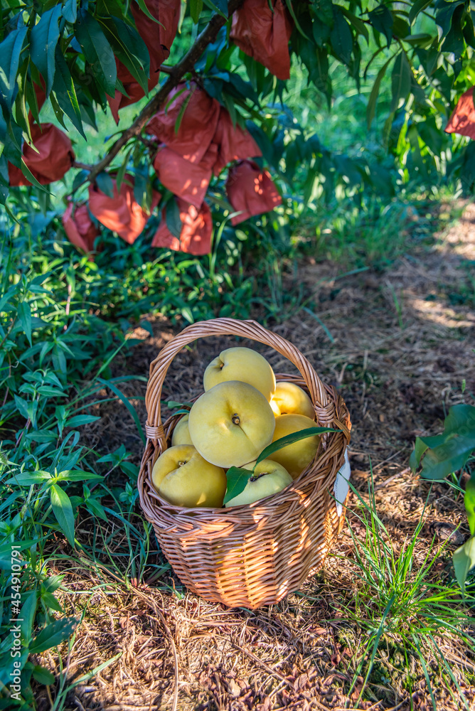 A basket of freshly picked Yanling alpine yellow peaches