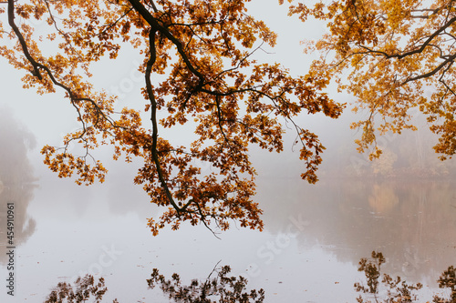 Fototapeta Naklejka Na Ścianę i Meble -  foggy autumn