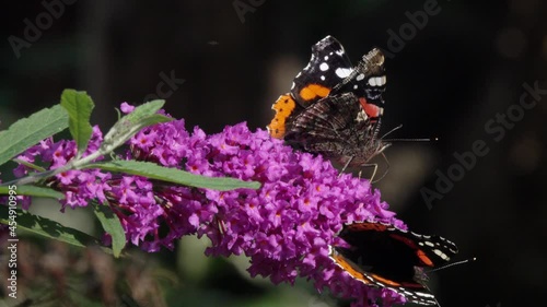 Wallpaper Mural Two Butterflys Red Admiral (Vanessa atalanta) collect nectar on a Buddleja flower. Blooming Buddleja Davidii flower. Lilac flowers and beautiful butterflies decorate the garden Torontodigital.ca