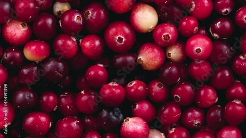 Movement red lingonberry berries. View from above.
