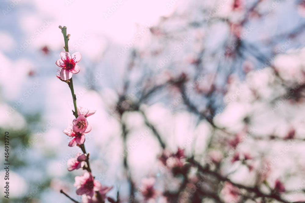 close-up of pink nectarine tree blossoms outdoor shot at shallow depth of field close-up of pink nectarine tree blossoms outdoor shot at shallow depth of field