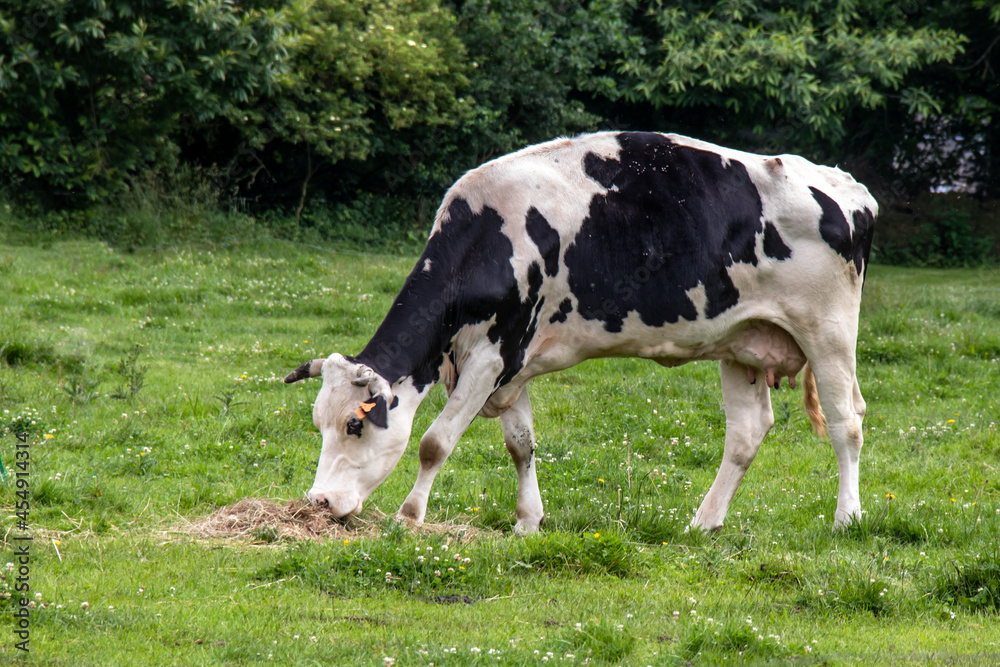 Vache Holstein au pré