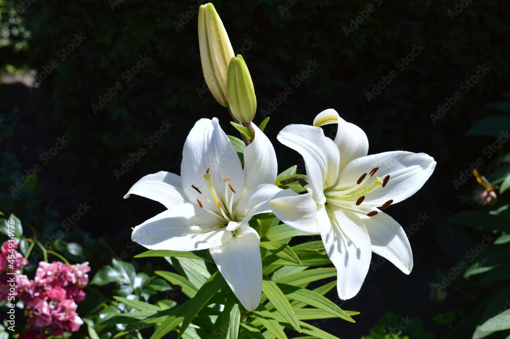 Obraz premium lily of the valley lilies beautiful flowers nature inspiration White flowers flowers on the background