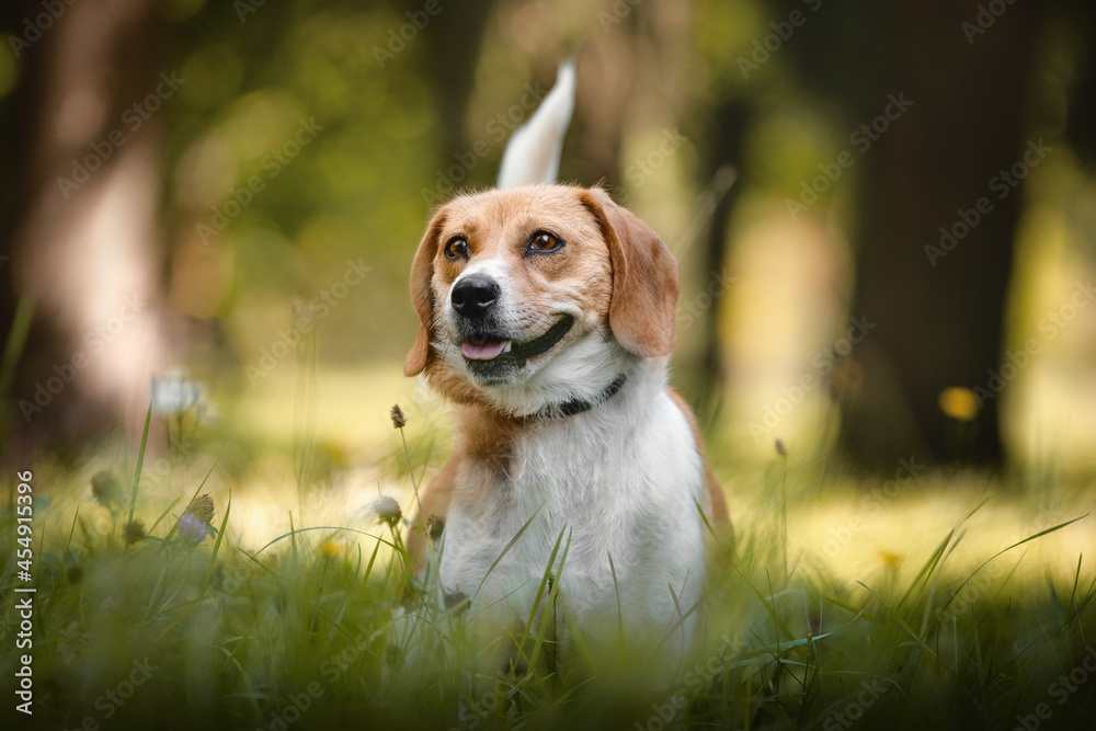 closeup portrait of female crossbreed beagle dog with collar standing on grass and flowers in city park
