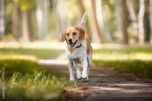Fototapeta Naklejka Na Ścianę i Meble -  close up portrait of female crossbreed beagle dog with collar walking on asphalt road in city park