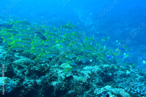 奄美大島 熱帯魚の群れ 2108 7667