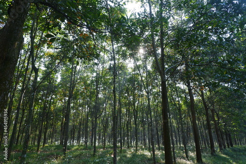 Rubber Forest in Java Island