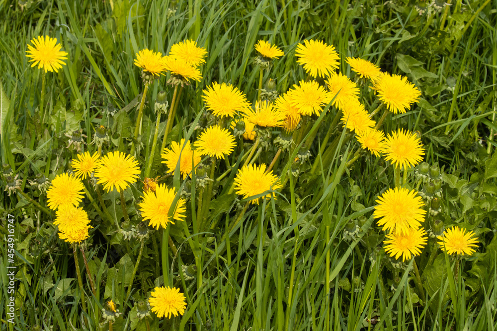 Close-up of a bright yellow Common dandelion, Taraxacum officinale flower on an Estonian meadow during springtime.  - obrazy, fototapety, plakaty 