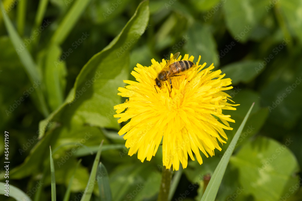 Close-up of a small Honeybee pollinating Common dandelion, Taraxacum officinale flower during a spring day in Estonia. Close-up of a small Honeybee pollinating Common dandelion, Taraxacum officinale flower during a spring day in Estonia.