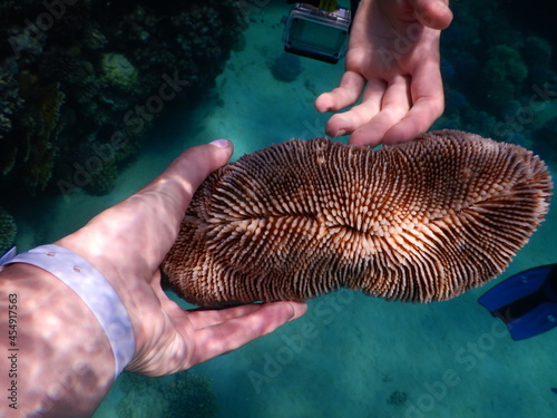 Ctenactis echinata is a free-living species of solitary disc coral in the family Fungiidae. It is native to the Indo-Pacific region. This is a common species throughout its wide range and the Internat photo