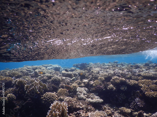 coral reef in the blue sea red sea egypt actocoralia anthozoa