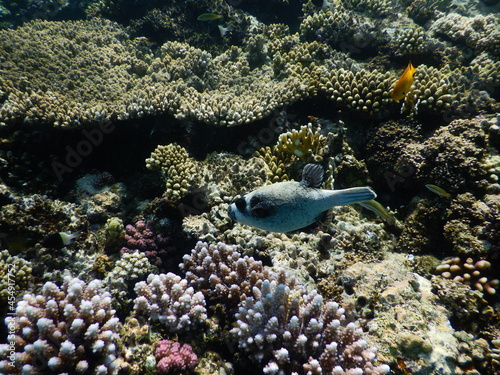 arothron diadematus masked puffer  pufferfish in the family Tetraodontidae  Body heavy, round; head large, blunt; snout short; nasal organ is a double tentacle Pufferfishes are very intelligent fish  photo