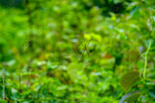A spider in its web in front of a green background near Pune India. © dihuk