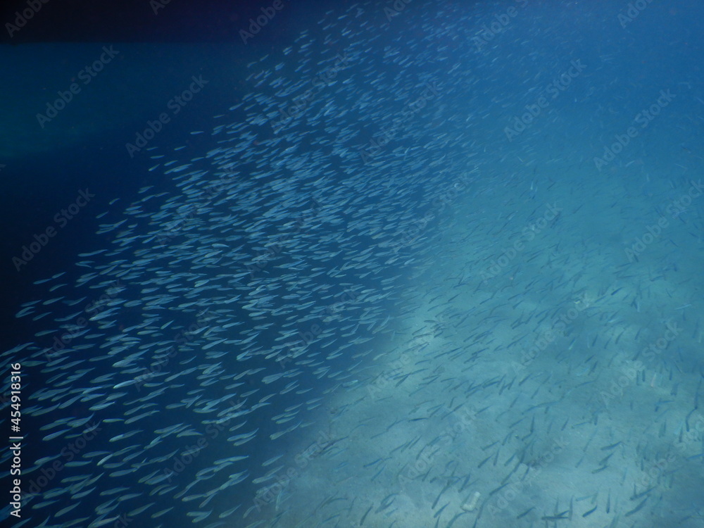 school of tiny small fish silver countershading close to marina in red ...