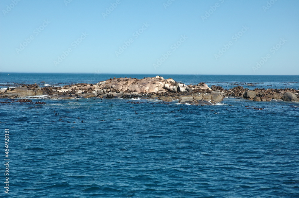 A big group of Cape Fur Seal at Seal island, Cape Town