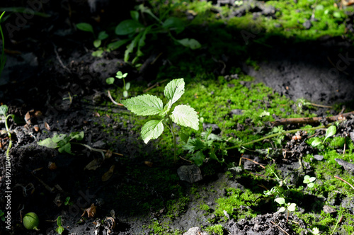 green moss on the ground lonely leaf in the forest green plant cute leaves