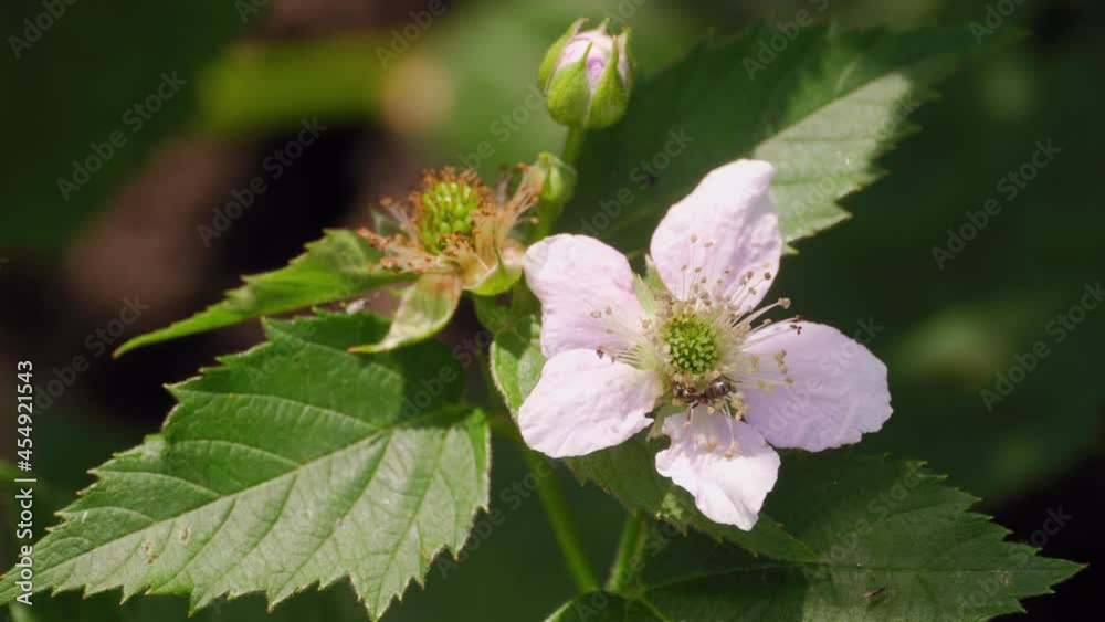 Blooming berries, summer Blooming berries, summer