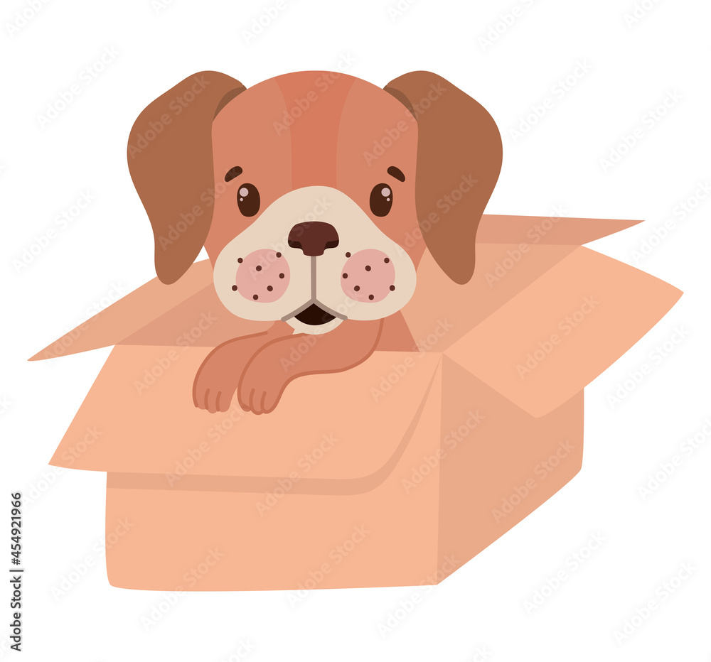 Fototapeta premium pup in a box