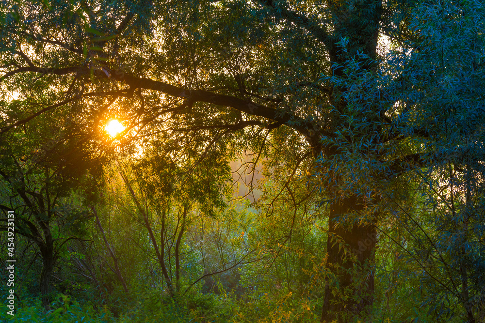 Obraz premium Green trees in a colorful misty forest in bright sunlight in wetland at sunrise in summer, Almere, Flevoland, The Netherlands, September 3, 2021