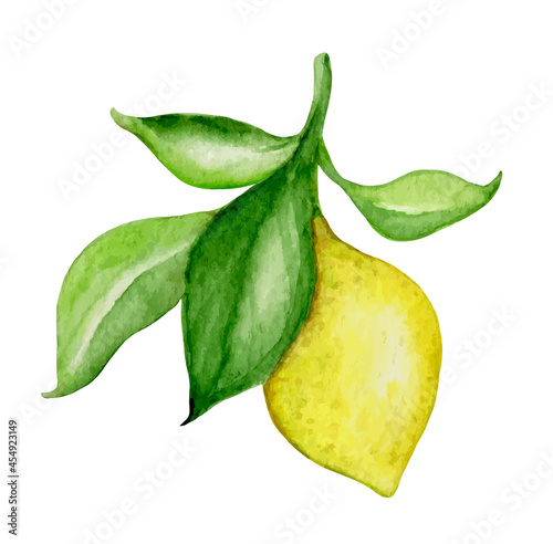 Hand drawn vector watercolor lemon and green leaves