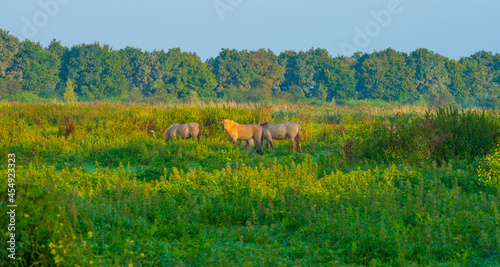 Horses in a field along the edge of a misty lake at sunrise in summer, Almere, Flevoland, The Netherlands, September 23, 2021