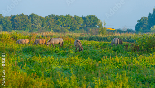 Horses in a field along the edge of a misty lake at sunrise in summer  Almere  Flevoland  The Netherlands  September 23  2021
