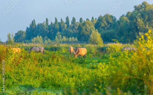 Horses in a field along the edge of a misty lake at sunrise in summer, Almere, Flevoland, The Netherlands, September 23, 2021