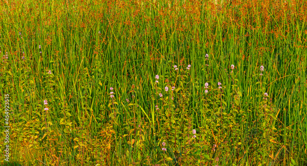 Obraz premium The edge of a misty lake with reed and wild flowers in wetland in sunlight at sunrise in summer, Almere, Flevoland, The Netherlands, September 3, 2021