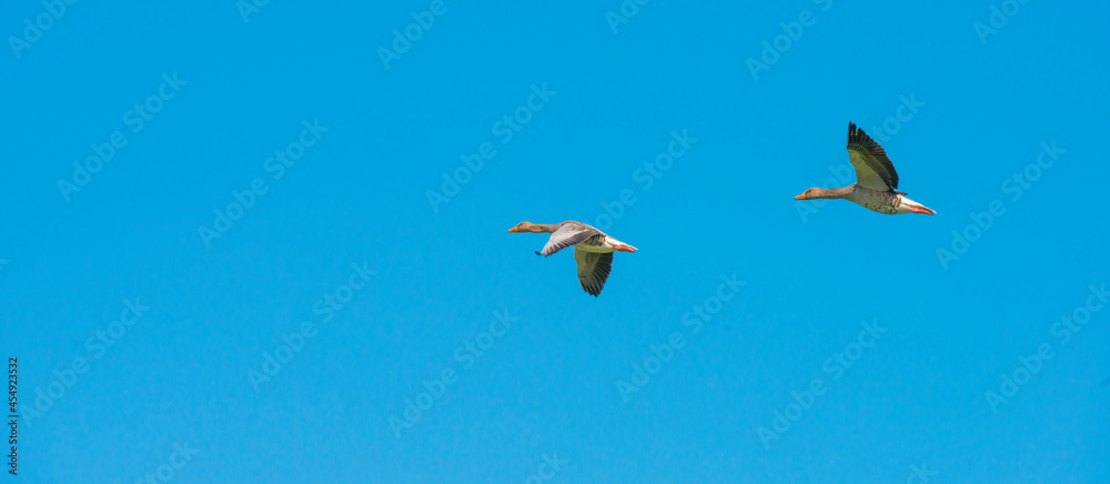 Geese flying in a bright blue sky in sunlight over wetland in summer, Almere, Flevoland, The Netherlands, September 3, 2021