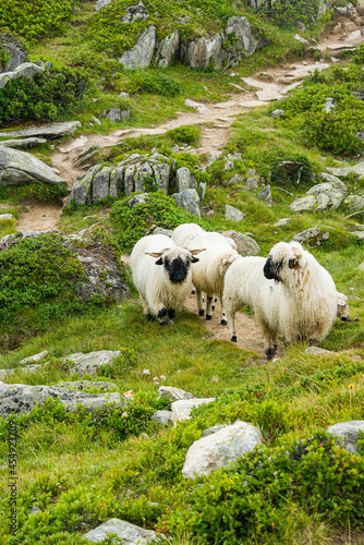Small herd of Valais sheep in Swiss mountains nearby Aletsch glacier.