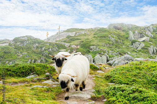 Small herd of Valais sheep in Swiss mountains nearby Aletsch glacier.