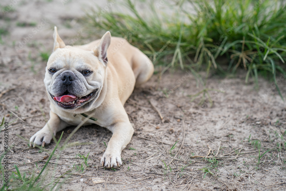 French bulldog lying on the dried ground.