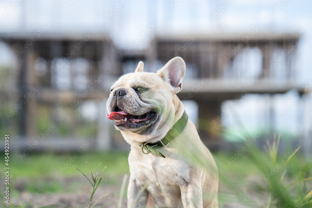 Cute French bulldog sitting at field against building.