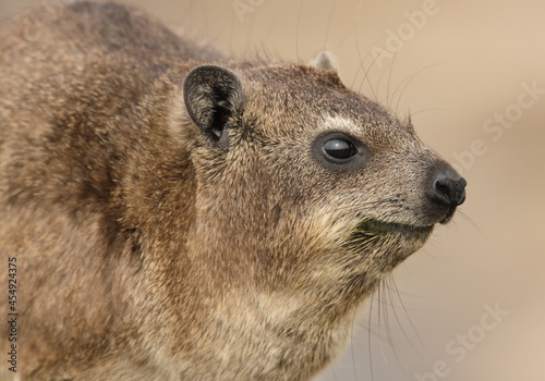 Profile close up of one Cape Dassie (Procavia capensis ssp. Capensis) seen from the side on rocks, South Africa