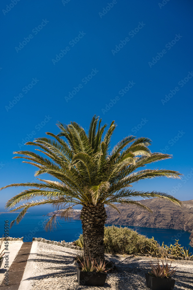 Scenic landscape of Santorini island, Greece. Palm tree with caldera view on background. Aegean sea. Summer vacation.