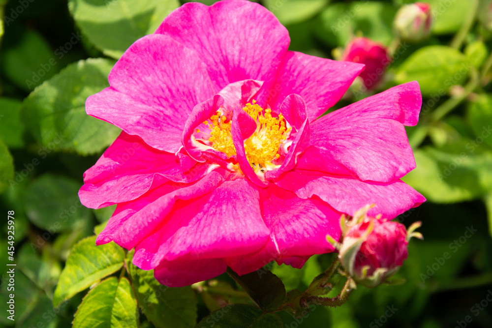 pink rose flower