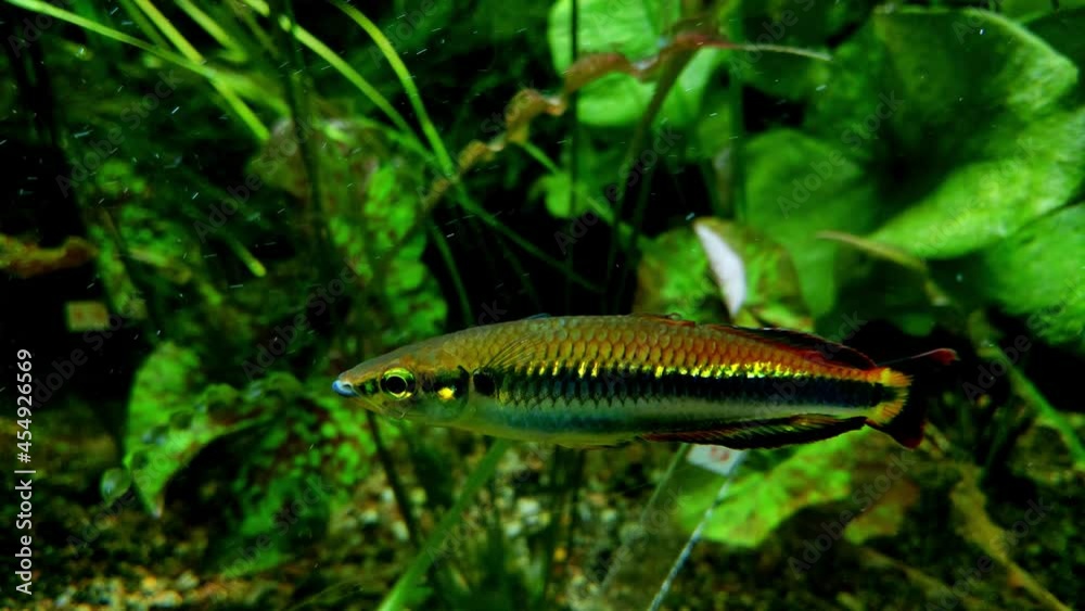 A close-up of a small fish swimming in the aquarium. Pets. Relieve stress. Meditation A close-up of a small fish swimming in the aquarium. Pets. Relieve stress. Meditation