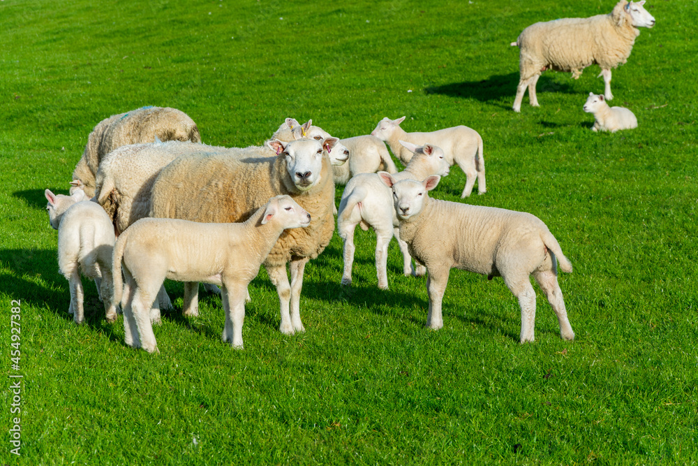 Fototapeta premium sheep and lambs