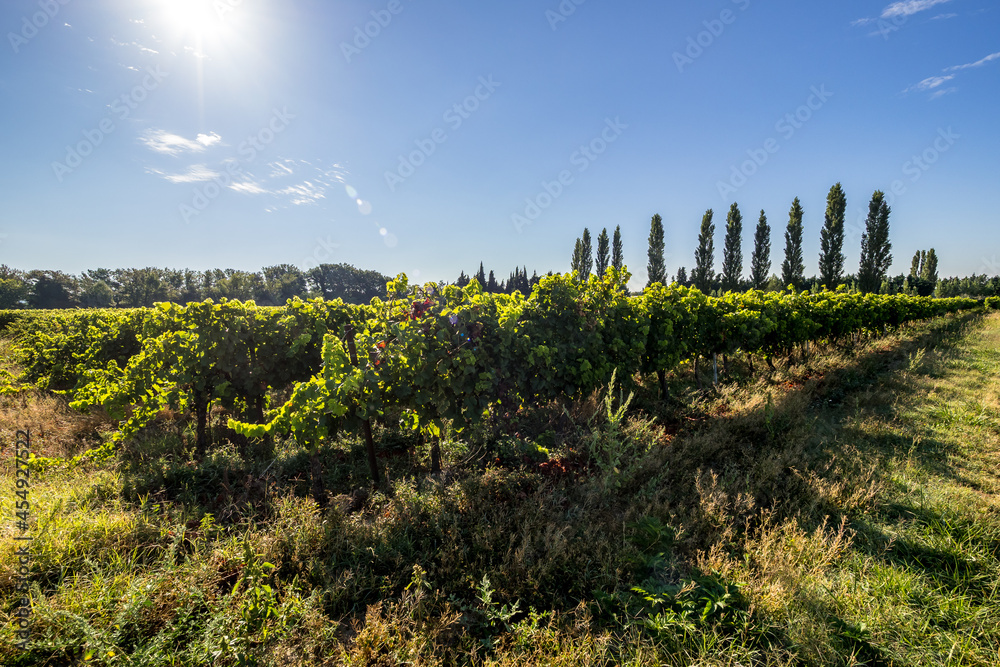 Vineyards of the Rhone Valley, France