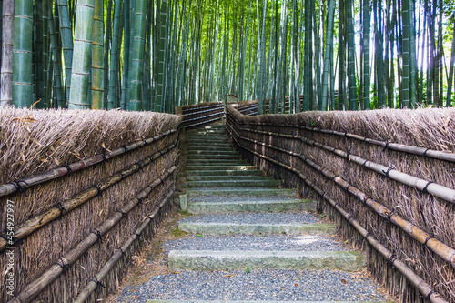 wooden bridge in bamboo forest