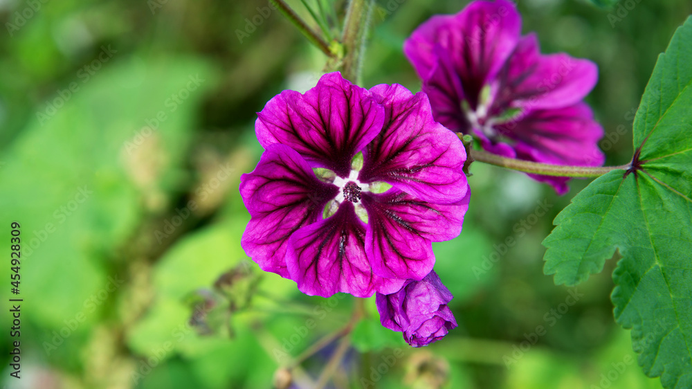 The flower of a plant called Wild Mallow growing in flower meadows located between the lanes of Jana Pawła 2 in the city of Białystok in Podlasie in Poland.