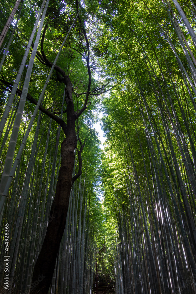 green forest in the morning green forest in the morning