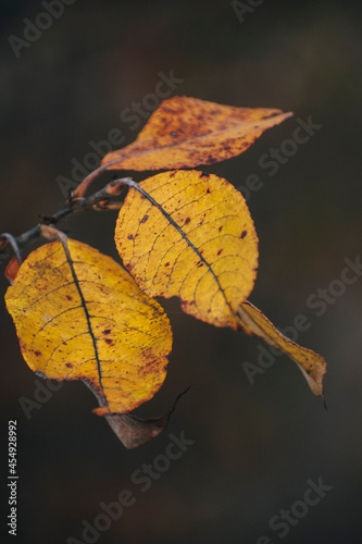 yellow autumn leaves on a tree