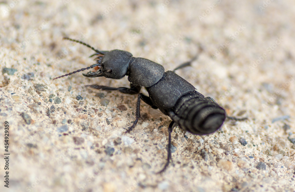 Devil's coach-horse beetle (Ocypus olens). Devil's coach-horse beetle (Ocypus olens).