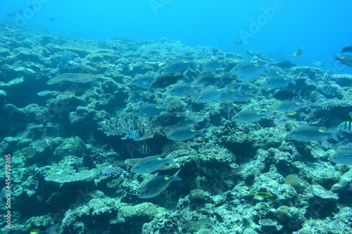 奄美大島 珊瑚礁と魚影 2108 7984 © Takehiro
