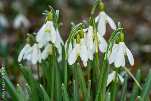 White common snowdrop - Galanthus nivalis - flowers growing in forest, closeup detail