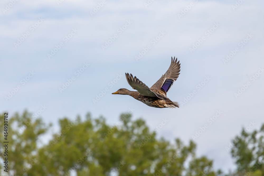 Bird. The mallard duck in flight Bird. The mallard duck in flight