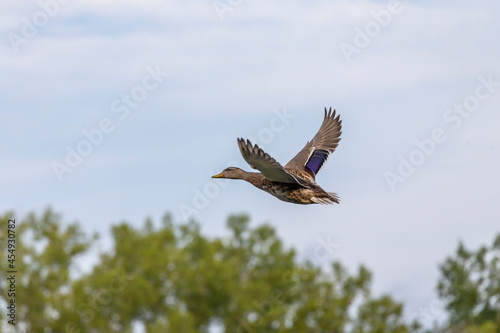 Bird. The mallard duck in flight © Denny