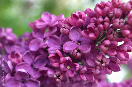 lilac flowers in the garden