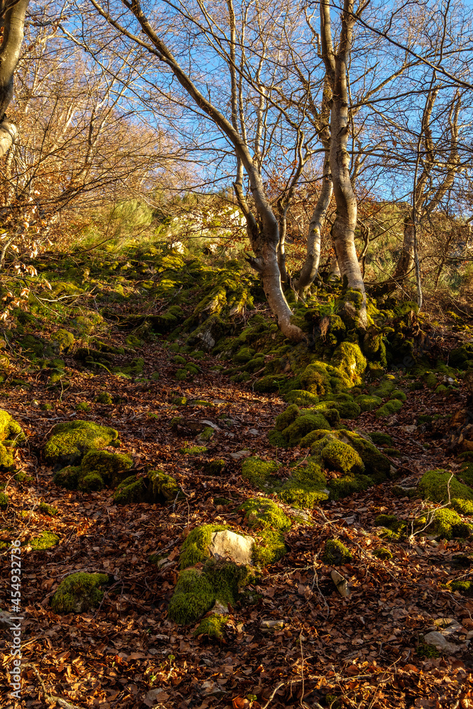 beech forest of Cinera, Leon Spain known as Faedo de Cinera declared the best preserved forest in Spain in 2007 beech forest of Cinera, Leon Spain known as Faedo de Cinera declared the best preserved forest in Spain in 2007